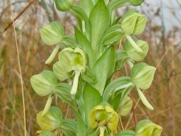 Habenaria epipactidea flower ages